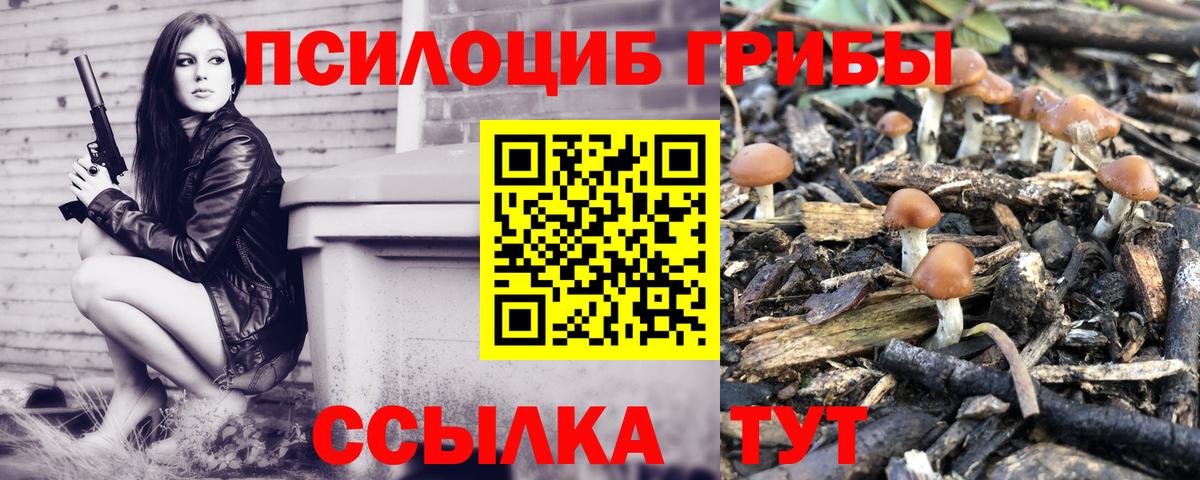 Галлюциногенные грибы Psilocybe Орск