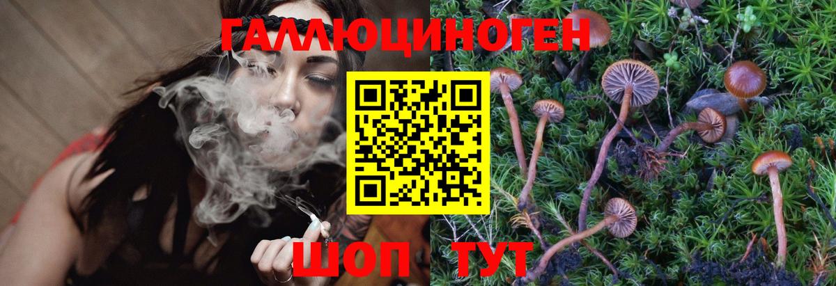 Псилоцибиновые грибы Psilocybe Орск